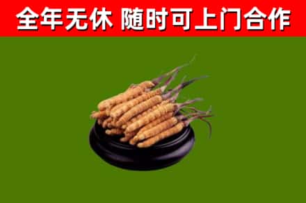 古镇镇回收冬虫夏草